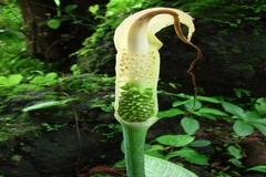 Arisaema tortuosum